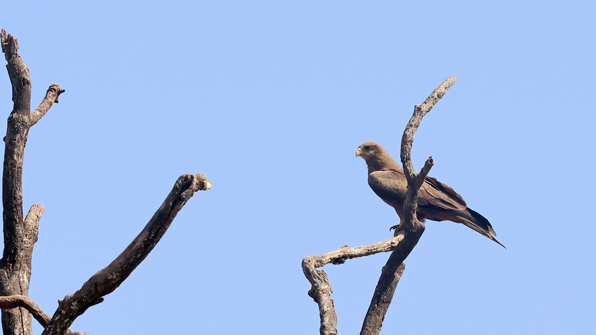 Yellow-billed Kite